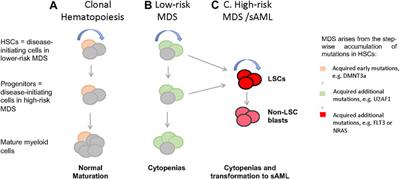 Stem Cells in the Myelodysplastic Syndromes